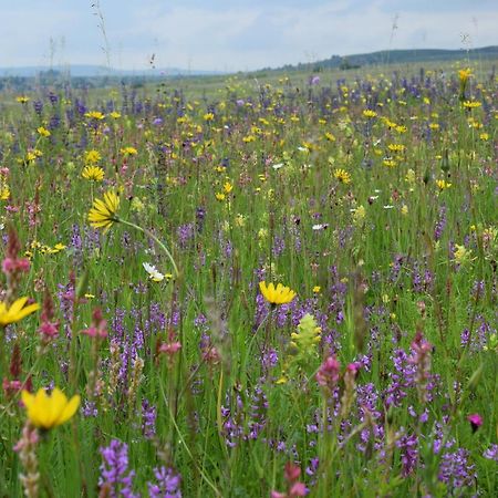 Birdsong Cottage - Peaceful Country Retreat Pauleni-Ciuc Экстерьер фото